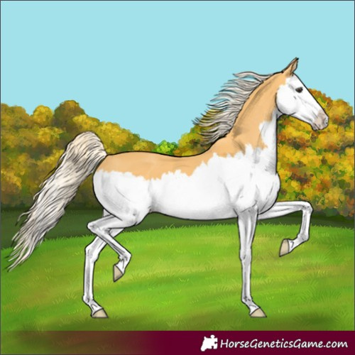 Horse Color:Palomino Splash 