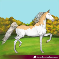 Horse Color:Palomino Splash 