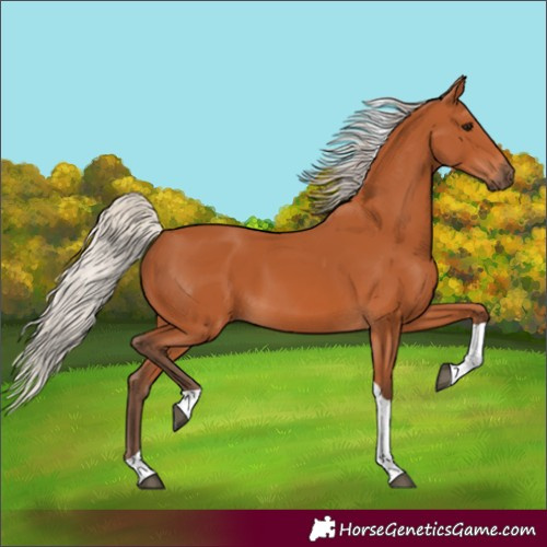 Horse Color:Unknown 