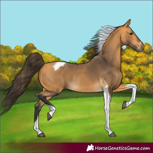 Horse Color:Buckskin Tobiano 