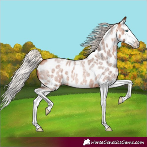 Horse Color:Silver Bay Roan Splash Appaloosa 