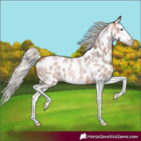 Horse Color:Silver Bay Roan Splash Appaloosa