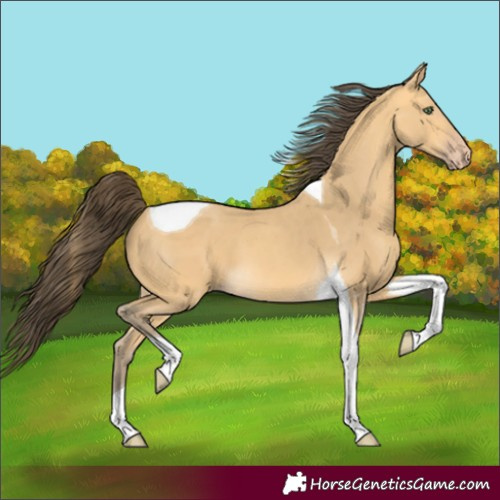 Horse Color:Amber Cream Champagne Tobiano 