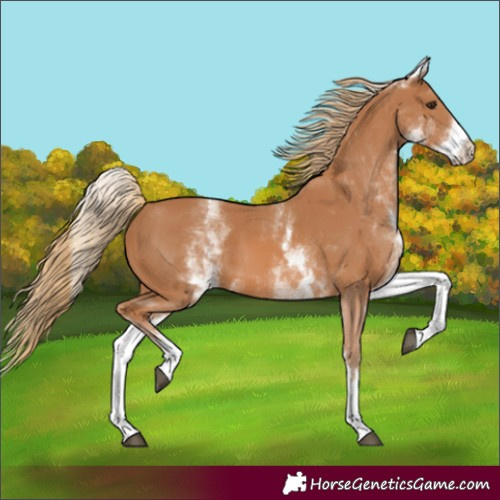 Horse Color:Unknown 