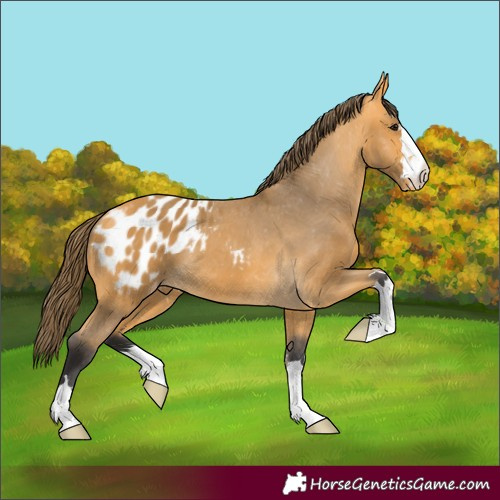 Horse Color:Buckskin Blanket 