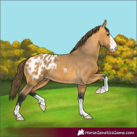 Horse Color:Buckskin Appaloosa 