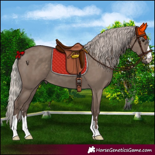 Horse Color:Silver Grullo 