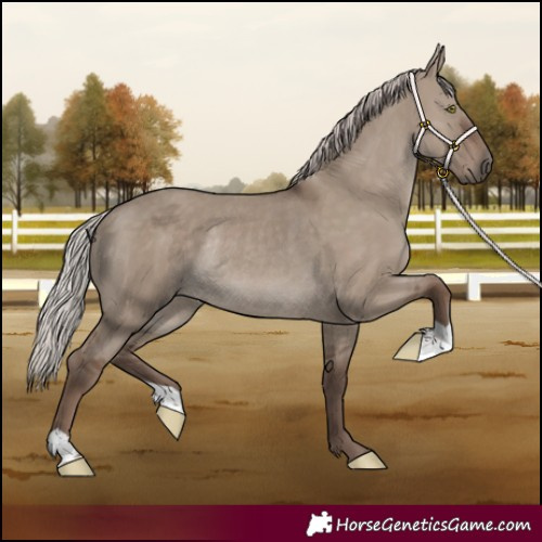 Horse Color:Silver Grullo Rabicano 