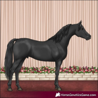 Horse Color:Black 