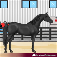Horse Color:Black 