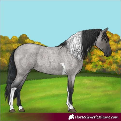 Horse Color:Grullo Roan Tobiano 