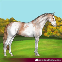 Horse Color:White Spotted Chestnut Splash