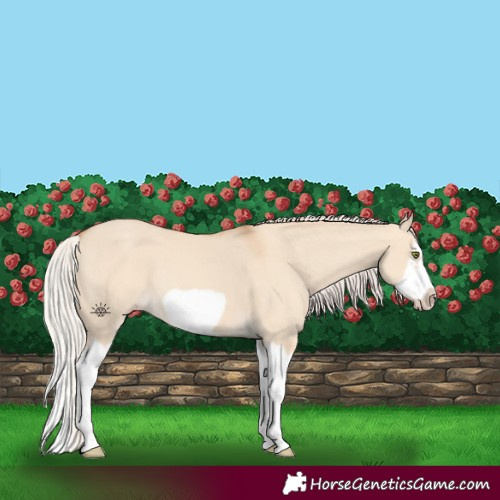 Horse Color:Silver Classic Champagne Dun Splash Frame