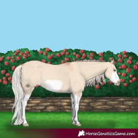 Horse Color:Silver Classic Champagne Dun Splash Frame 