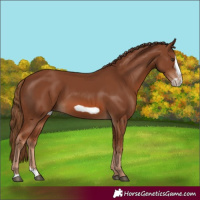 Horse Color:Chestnut Splash Frame
