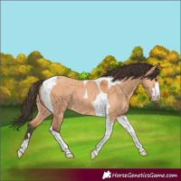 Horse Color:Bay Dun Tobiano 