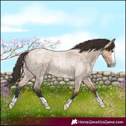 Horse Color:Bay Roan Dun 