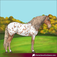 Horse Color:Chestnut Appaloosa Rabicano 