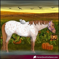 Horse Color:Red Roan Appaloosa 