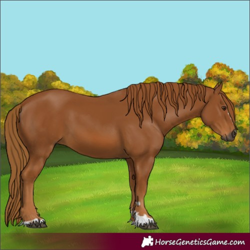 Horse Color:Gray Chestnut 