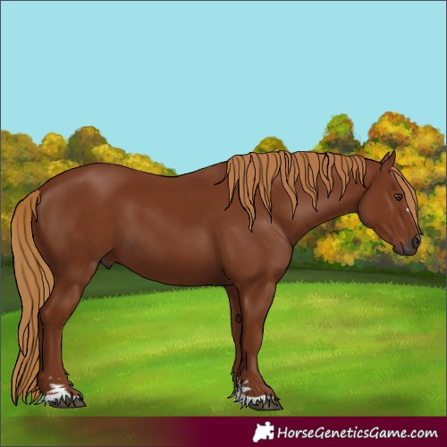Horse Color:Gray Chestnut