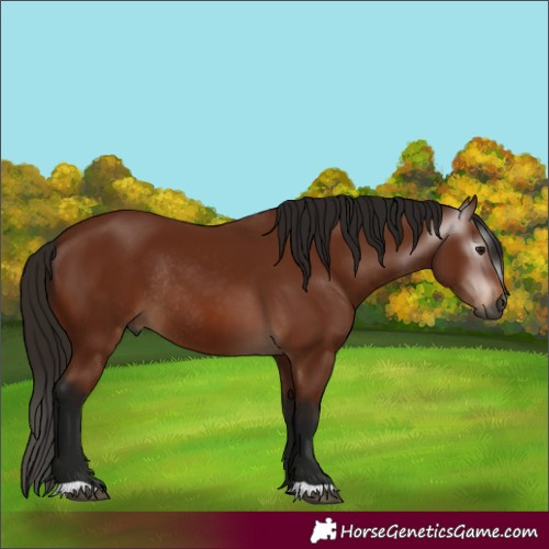 Horse Color:Gray Bay Rabicano 
