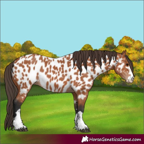 Horse Color:Bay Appaloosa 