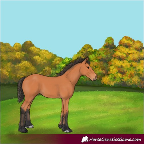 Horse Color:Bay 