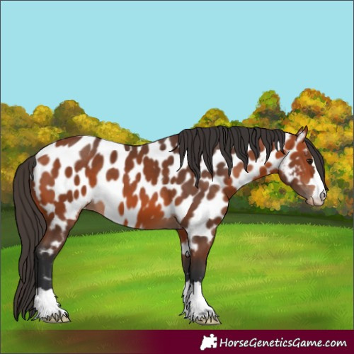Horse Color:Bay Appaloosa 