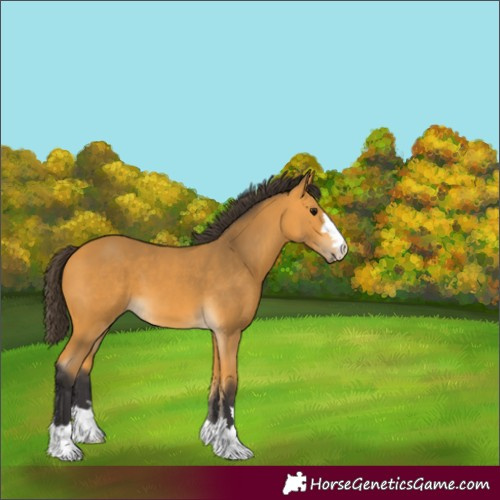 Horse Color:Buckskin 