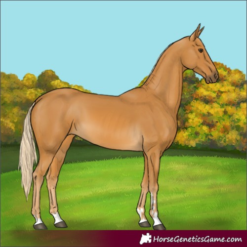 Horse Color:Palomino 
