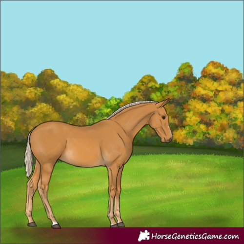 Horse Color:Palomino 