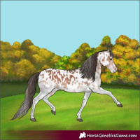 Horse Color:White Spotted Bay Near Leopard