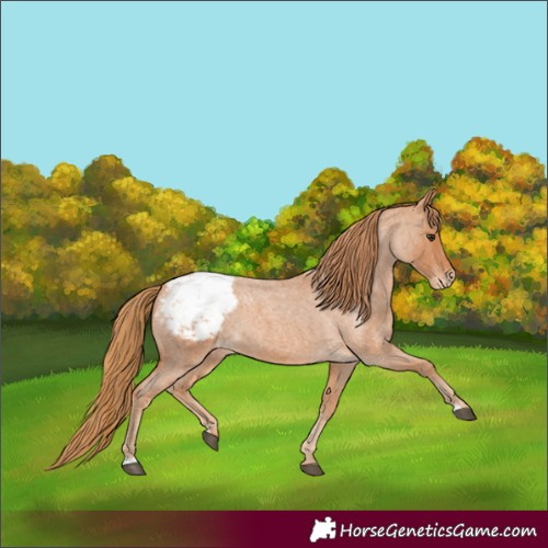 Horse Color:Red Roan Appaloosa 