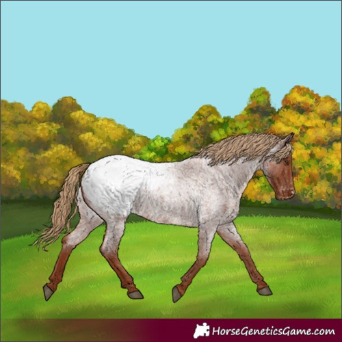Horse Color:Red Roan Appaloosa 