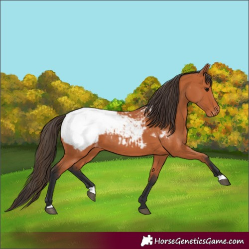 Horse Color:Unknown 