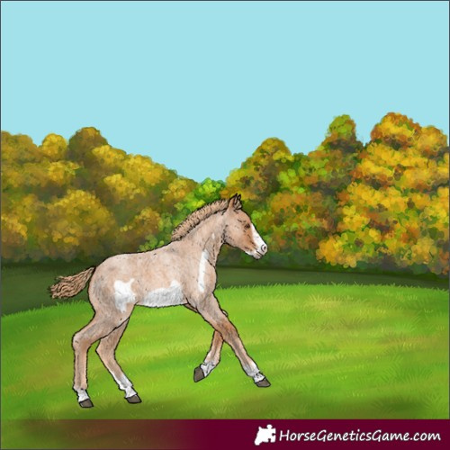 Horse Color:Red Roan Frame 