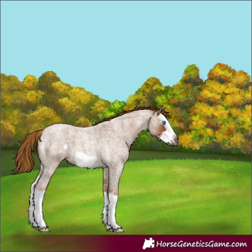 Horse Color:Gray Red Roan Splash Frame 