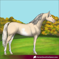 Horse Color:White Spotted Gold Cream Champagne Dun 