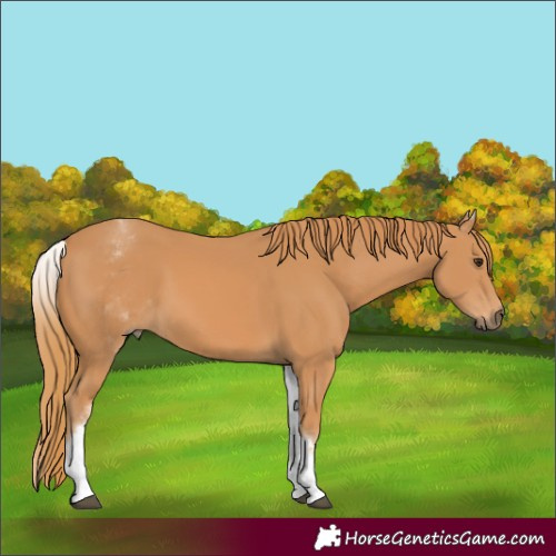 Horse Color:White Spotted Chestnut Rabicano 