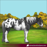 Horse Color:White Spotted Black Splash Tobiano Frame Appaloosa 