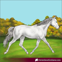 Horse Color:Perlino 