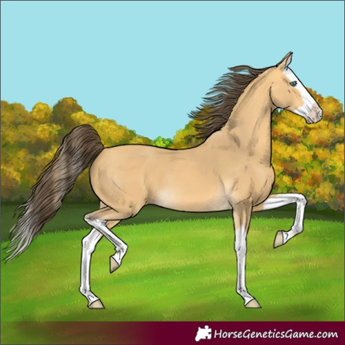 Horse Color:Amber Cream Champagne Splash 