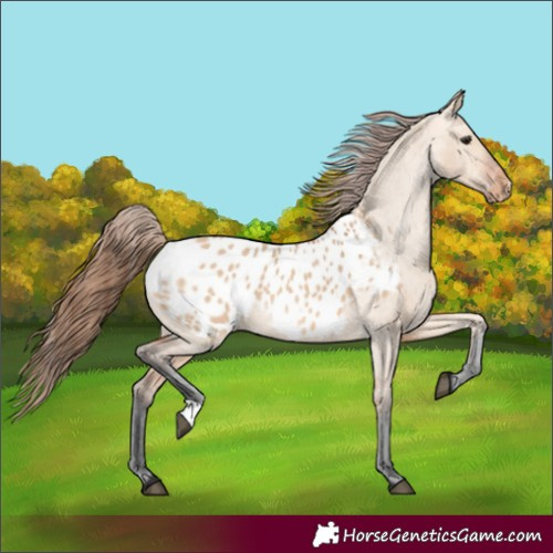 Horse Color:Bay Dun Appaloosa 
