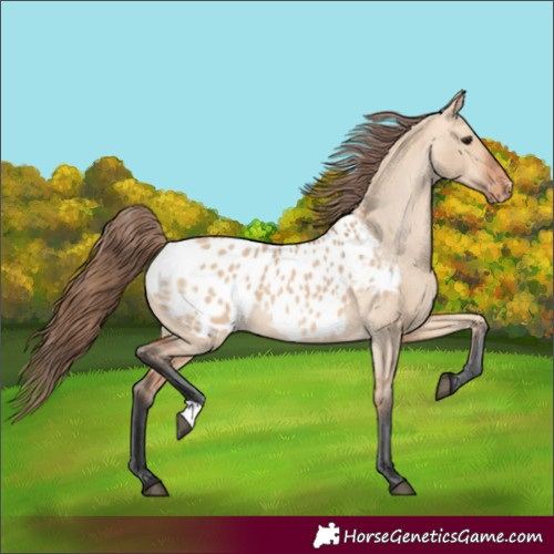 Horse Color:Bay Dun Appaloosa 