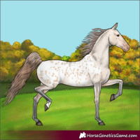Horse Color:Bay Dun Appaloosa 