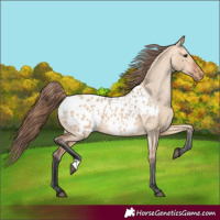 Horse Color:Bay Dun Appaloosa