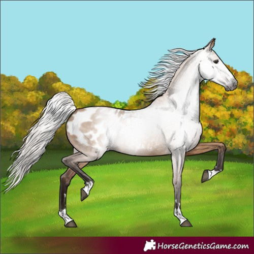 Horse Color:Gray Silver Bay Dun Blanket 