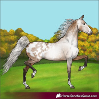 Horse Color:Gray Silver Bay Dun Appaloosa