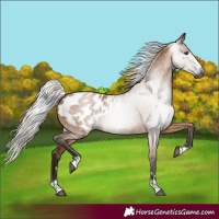 Horse Color:Gray Silver Bay Dun Appaloosa 